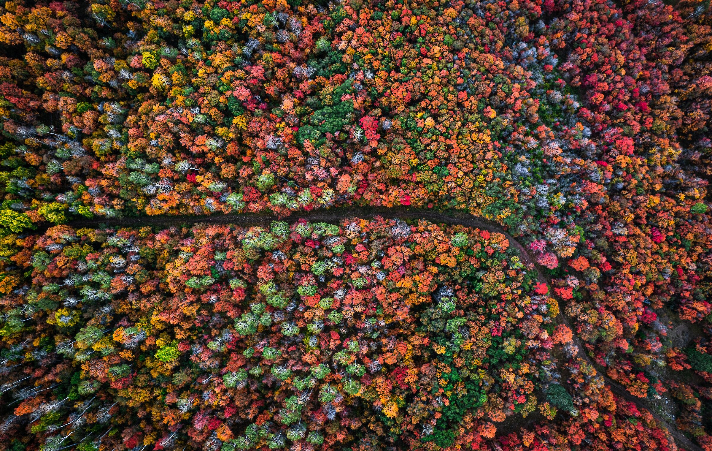 Fall colors on the Alpine Loop