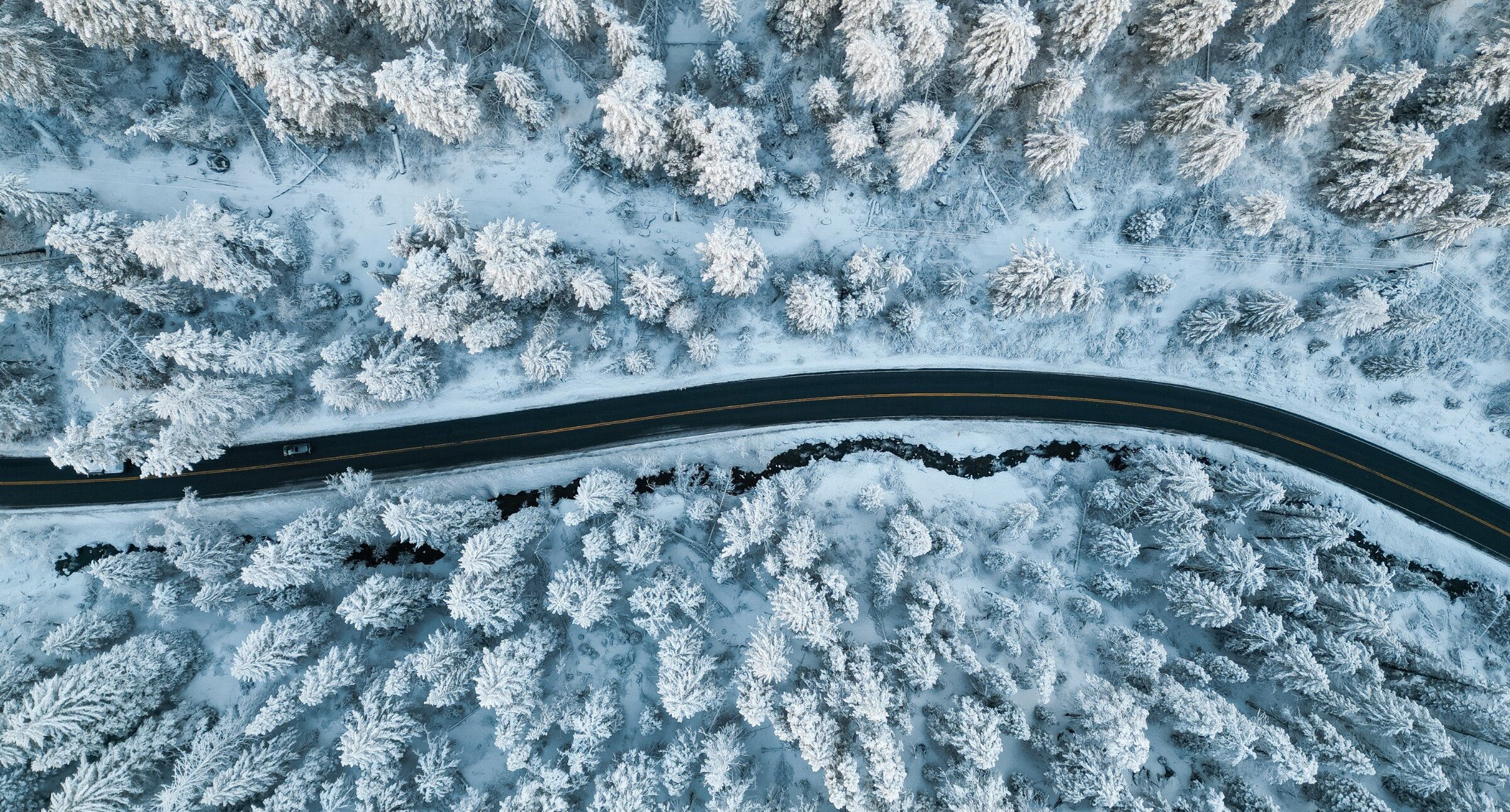 A snowy winter scene with tall pines dusted in snow and a road winding through.