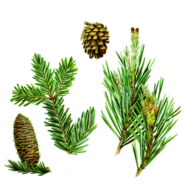 White Fir Tree