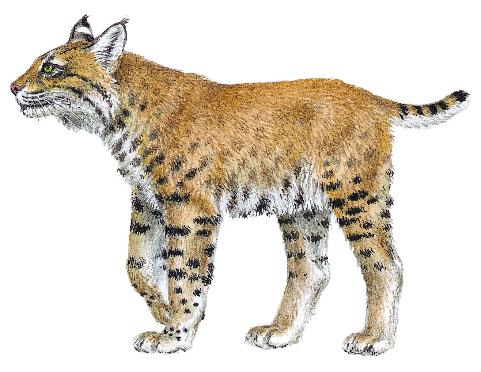 Bobcat