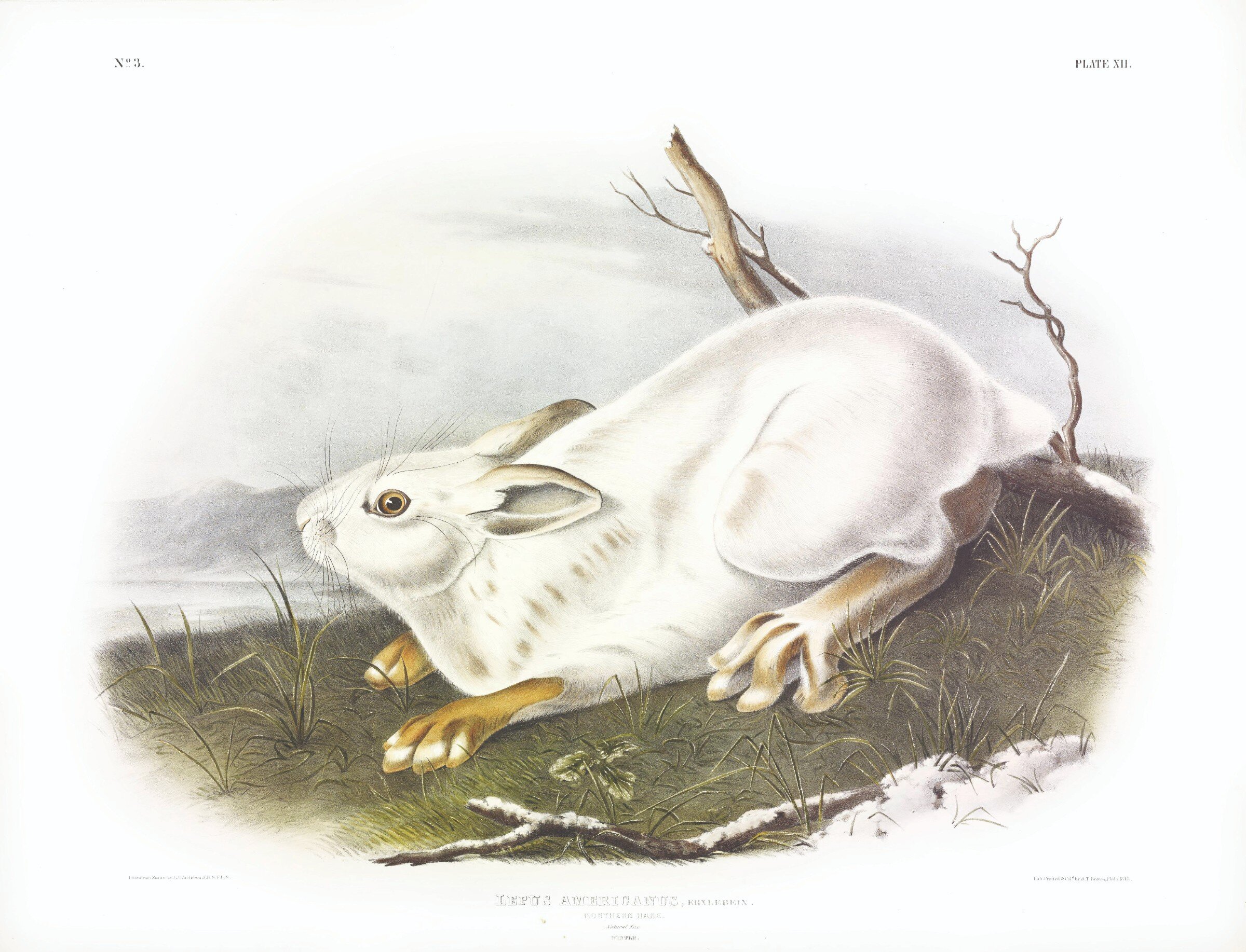 Snowshoe Hare