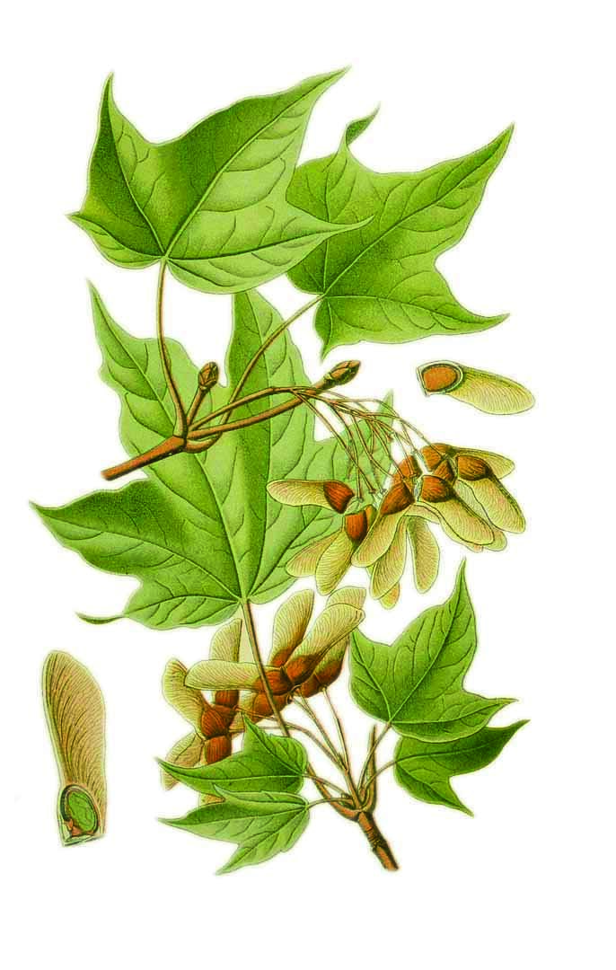 Rocky Mountain Maple