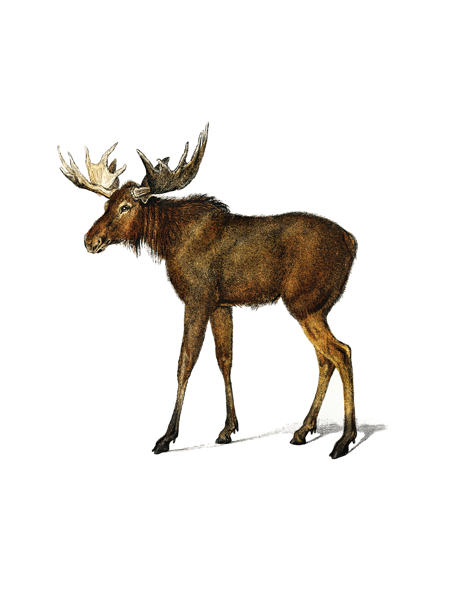 White Breasted Black Capped Nuthatch