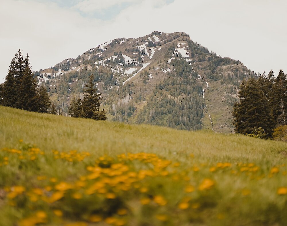 The mountain in spring with snow and wild flowers.