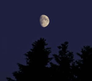 A bright, nearly full moon is visible in the night sky above the dark silhouettes of pine trees.