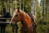 Two horses prepare for a ride at the Sundance Stables