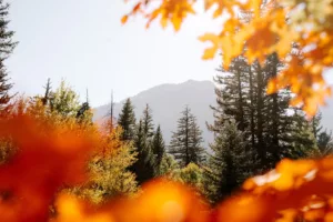 Autumn scene with vibrant orange leaves framing a view of an outdoor market in Utah, featuring distant mountains and tall evergreen trees under a clear blue sky.