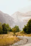 Wildlife crossing the street with a view of the mountains in the distance.