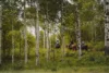 Three people on horseback ride through a lush, green forest filled with tall birch trees. the scene conveys a tranquil, outdoor adventure.