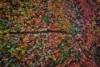 Breathtaking aerial view of trees changing color in the fall.