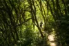 Surrounded by the green majesty of the mountain, a biker makes their way through Lower Switchback Alley.