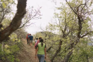 A group of hikers navigates a mountain trail with trees on either side of them.