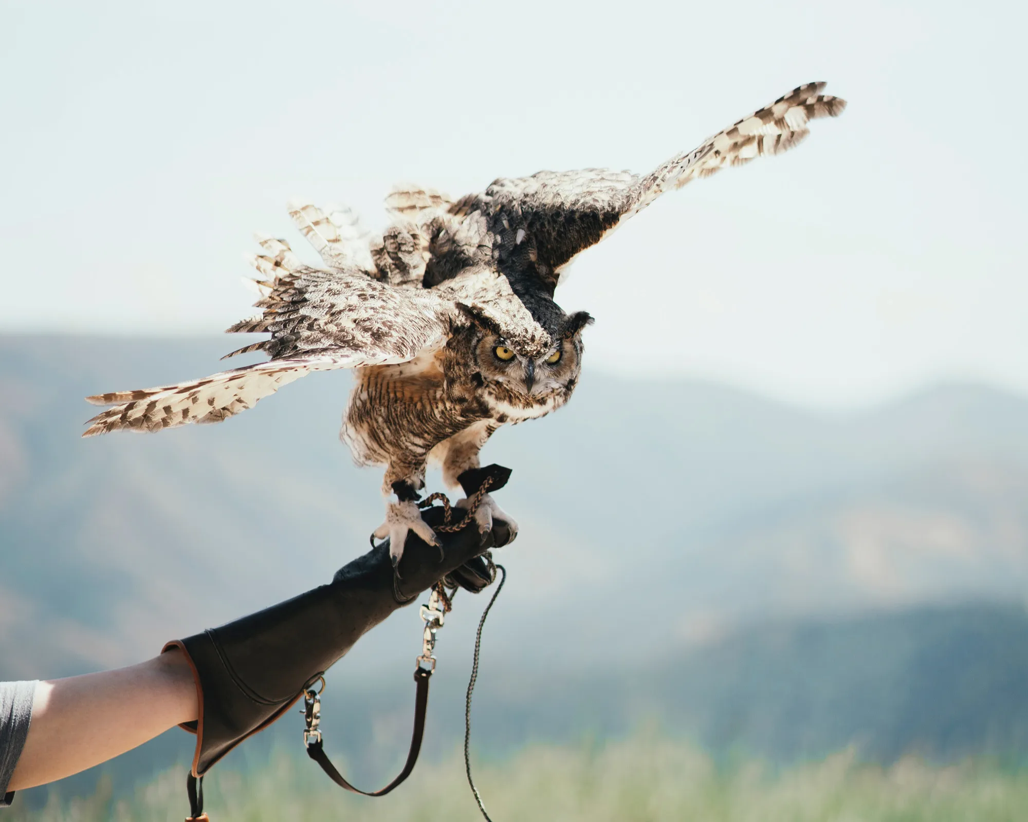 A large owl with outstretched wings perches on a gloved hand. The background shows blurred mountains and sky, suggesting an outdoor setting. The owl is alert, looking forward with sharp yellow eyes.
