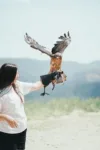 A person wearing a white shirt and a protective glove holds a large bird of prey, possibly an eagle or hawk, which is spreading its wings outdoors with mountains in the background.