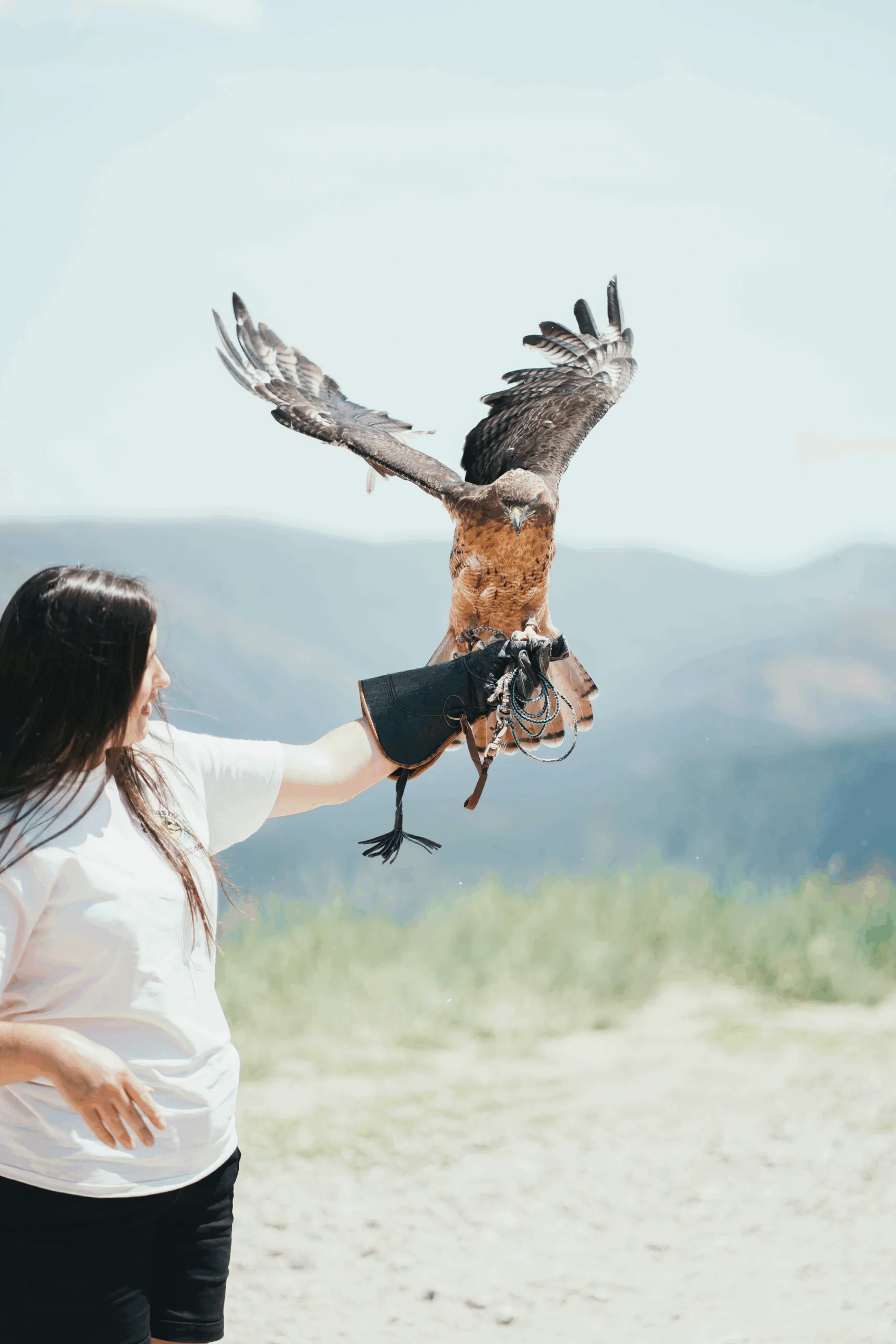 A person wearing a white shirt and a protective glove holds a large bird of prey, possibly an eagle or hawk, which is spreading its wings outdoors with mountains in the background.